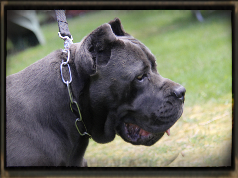 old world cane corso scout